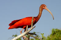 Guajirú ecotourism